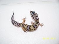 availabe 005.jpg