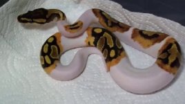 piebald-ball-python-for-sale_1.jpg