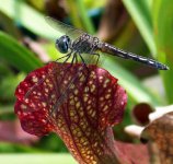 dragonfly.jpg