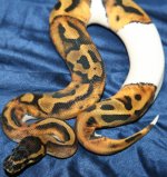L W pied girl.jpg