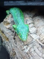 abronia2.jpg