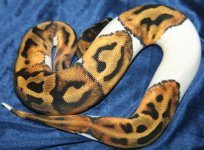 L W pied girl - pied of a different color.jpg