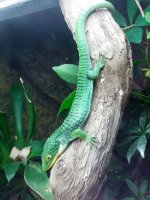 abronia.jpg