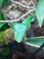 abronia3.jpg