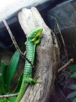 abronia4.jpg