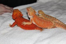 IMG_4592.jpg