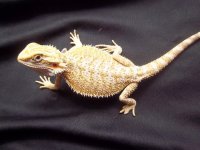 yellow het trans1.jpg