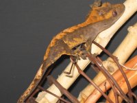 Gecko 3.jpg