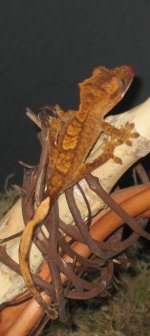 Gecko 5.jpg