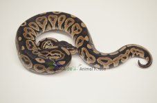 GAH2012_Cinnamon_M.jpg