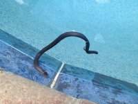 snake-022313.jpg