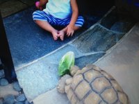 turtle1.jpg