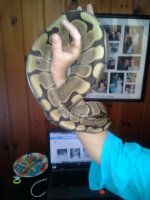 woma 006.jpg