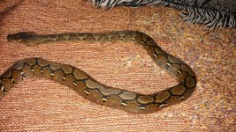 IMG_20130407_211943_379.jpg