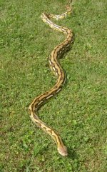 IMG_20130228_220751.jpg