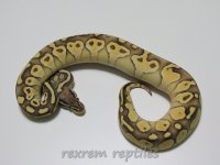 007male pastel lesser.jpg