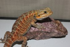 IMG_3031.jpg
