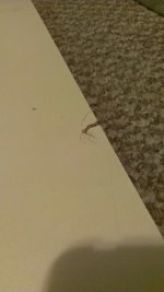 IMAG0380.jpg
