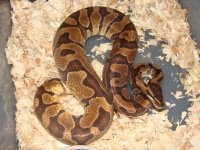 Enchi male3.jpg