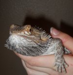 Puff2.jpg