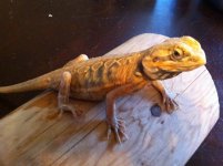 silk dragon 001.jpg