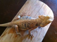 silk dragon 002.jpg
