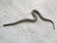 yellow1.jpg