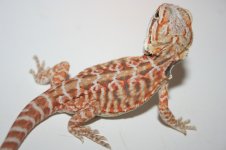more pics 260.jpg