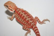 more pics 004.jpg