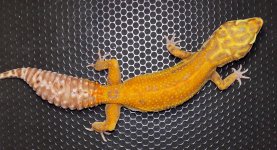 PatternlessStripeBellHetRadarFemaleNGR1322013.jpg