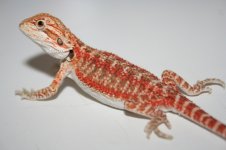 more pics 011.jpg