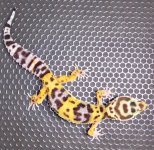 BoldBanditFemaleNGR912013.jpg