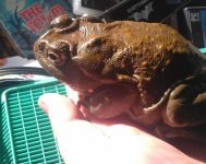 Toadman.jpg