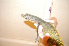 DSC_1633.jpg
