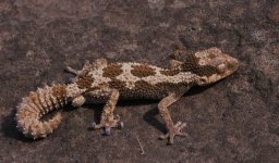 Pachydactylus rugosus - maleFauna2.jpg