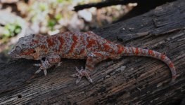 Rhacodactylus auriculatus - maleAprilfauna.jpg