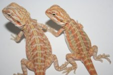shedders 058.jpg