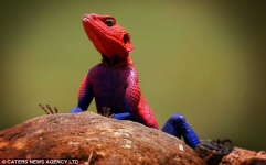 spiderman agama.png