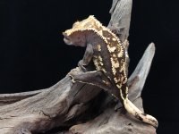 AE-PP-2-12-20 $225 20g pic2.jpg