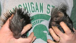 Baby Porcupines 2-14-13 #1.jpg Baby Porcupines 2-14-13 #1.jpg