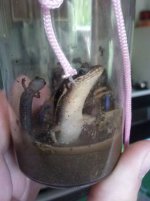 Craiglist_skinks.jpg