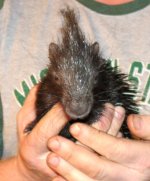Baby Porcupines 2-14-13 #5.jpg Baby Porcupines 2-14-13 #5.jpg