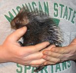 Baby Porcupines 2-14-13 #2.jpg Baby Porcupines 2-14-13 #2.jpg