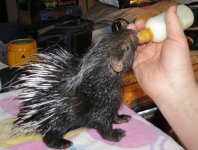 Baby Porcupines 2-13-13 #2.jpg Baby Porcupines 2-13-13 #2.jpg
