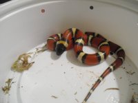 posshetamelannulatafemale.JPG