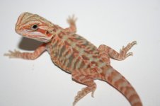 pictures of stuff 122.jpg