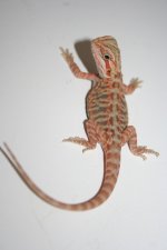 pictures of stuff 121.jpg