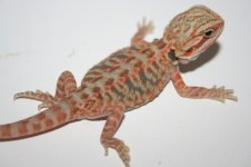 pictures of stuff 118.jpg