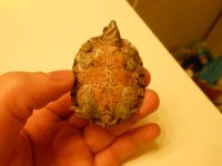 Baby Razorback pic 1.jpg