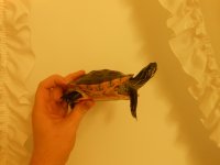Red Belly pic 4.jpg